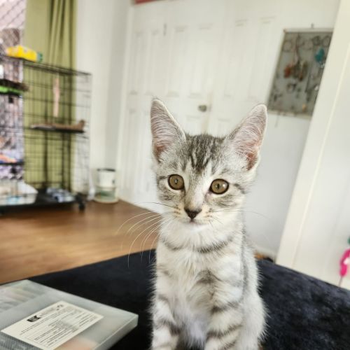 Carlisle - Domestic Short Hair (DSH) Cat