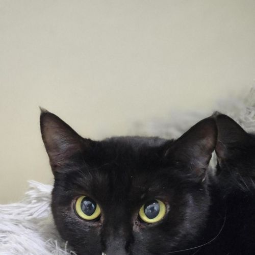 🦦 Phaedra 6808 🦦 - Domestic Short Hair (DSH) Cat