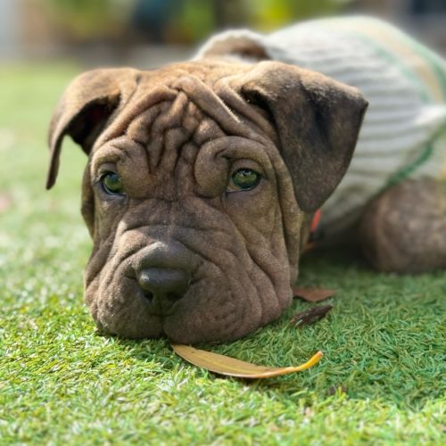 Tank - Mixed breed Dog