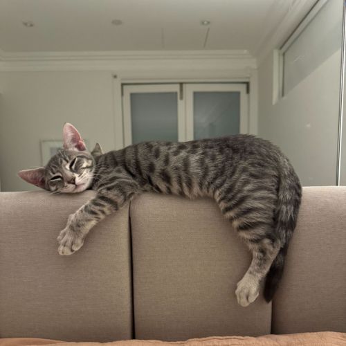 Seraphina - Domestic Short Hair (DSH) Cat