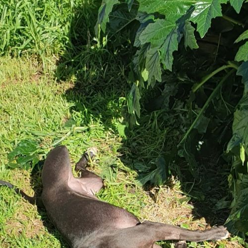 Indigo - Staffordshire Bull Terrier Dog
