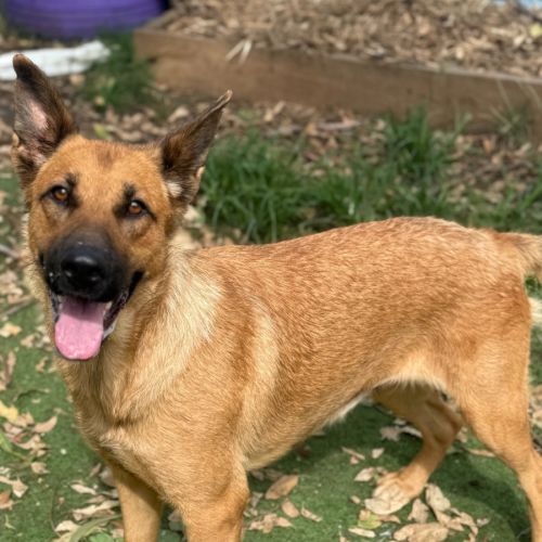 Minnie - German Shepherd Dog