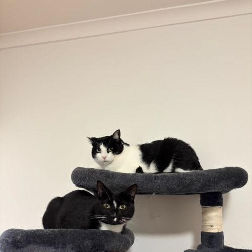 Shrek & Donkey - Domestic Short Hair (DSH) Cat