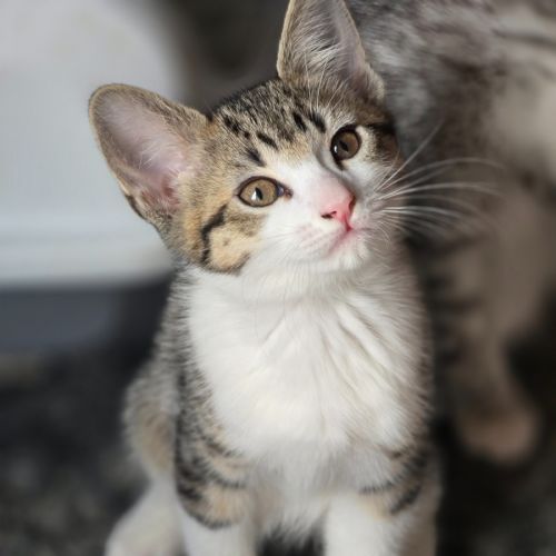 Riomaggiore - Domestic Short Hair (DSH) Cat