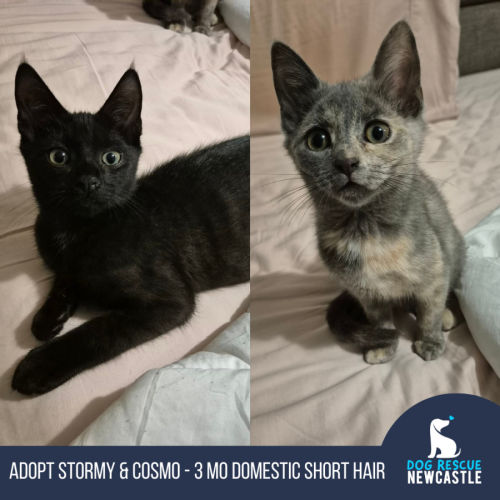 Stormy & Cosmo - 3 Month Old Domestic Short Hair - Domestic Short Hair (DSH) Cat