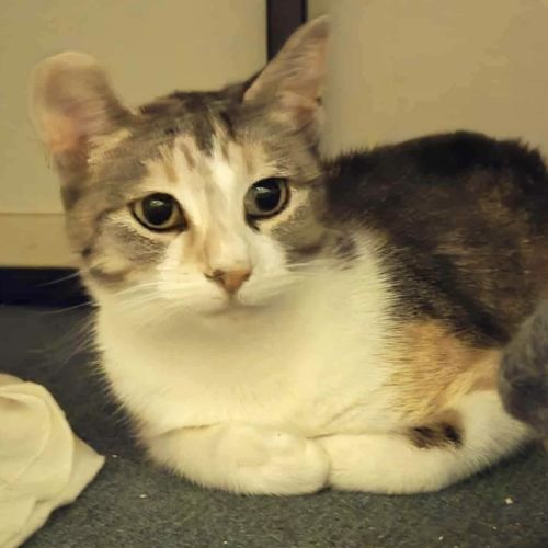 Missy - Domestic Short Hair (DSH) Cat