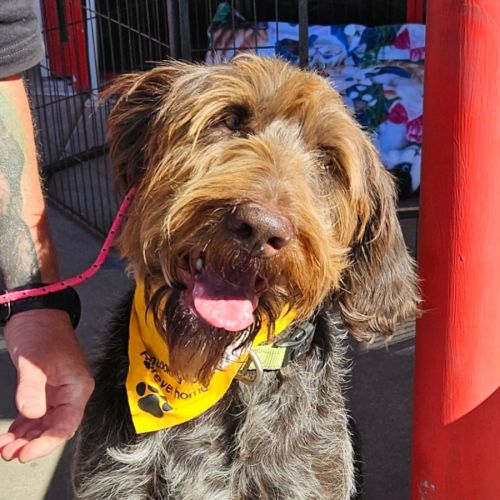 Winston - German Wirehaired Pointer Dog