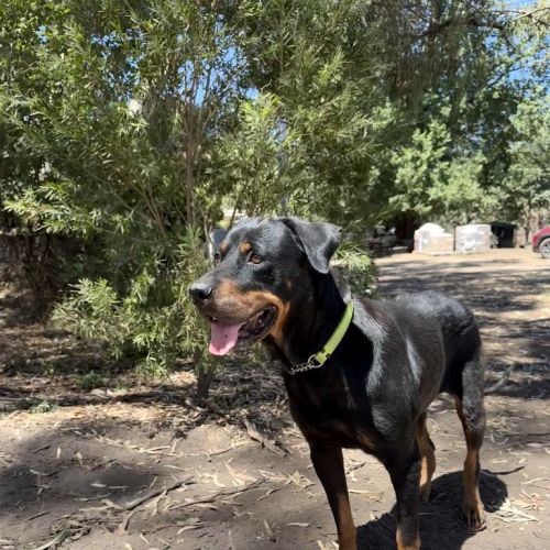 Yzma - Mixed breed Dog