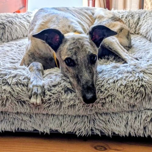 Silver, the greyhound - Greyhound Dog