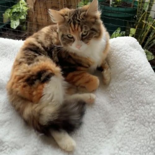 Sophia - Domestic Medium Hair (DMH) Cat
