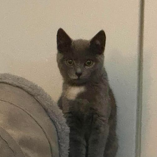 Nathema **2nd Chance Cat Rescue** - Domestic Short Hair (DSH) Cat