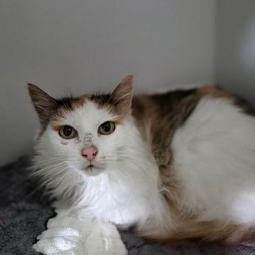 June - Domestic Longhair Cat