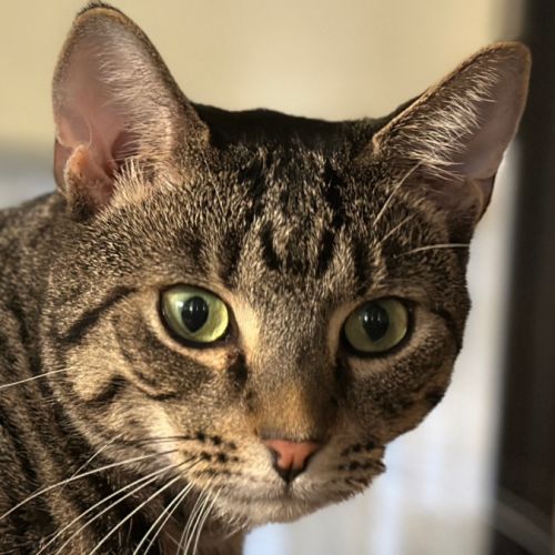 Julian  - Domestic Short Hair (DSH) Cat