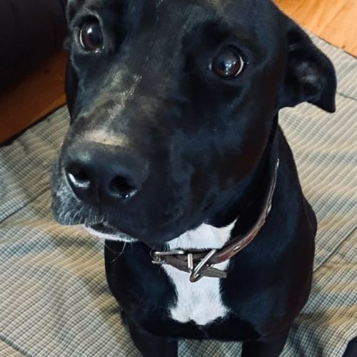 Millie - Staffordshire Bull Terrier x Labrador Retriever Dog
