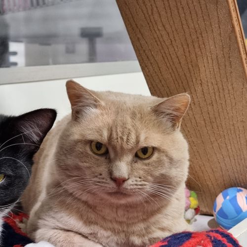 Bread - Domestic Short Hair (DSH) Cat