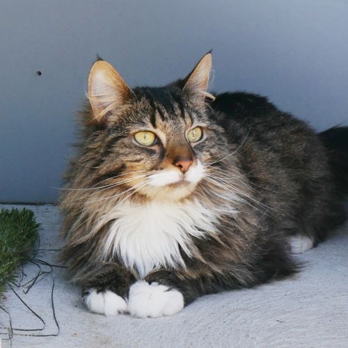 Milo STA013954 - Domestic Medium Hair (DMH) Cat