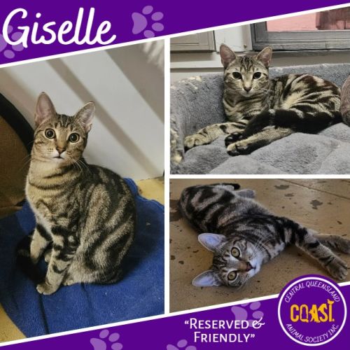 Giselle - Domestic Short Hair (DSH) Cat