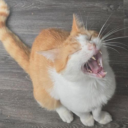 $100 Fudge - Domestic Short Hair (DSH) Cat