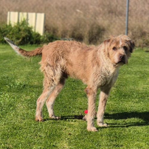 Billy - Irish Wolfhound x Bullmastiff Dog
