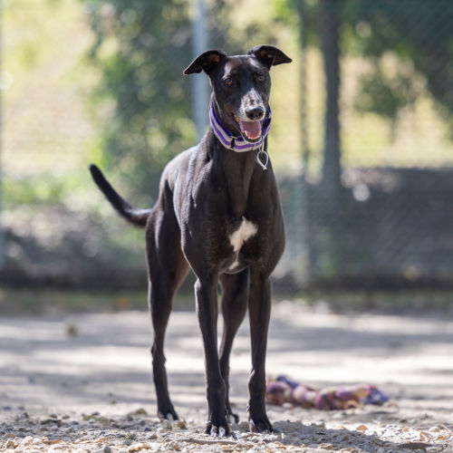 Phineas - Greyhound Dog