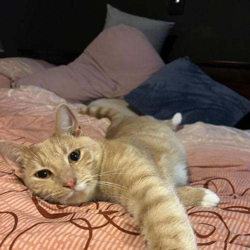 Kai - Domestic Short Hair (DSH) Cat