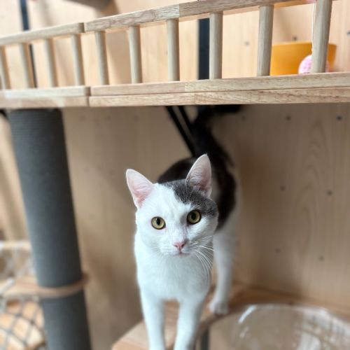 Dadda Scott - Domestic Medium Hair (DMH) Cat