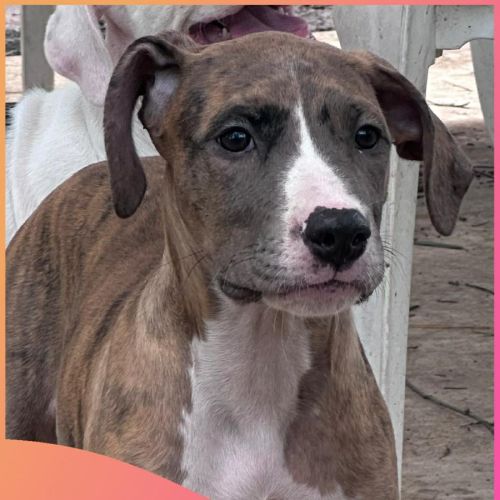 Brooklyn - Mixed breed Dog