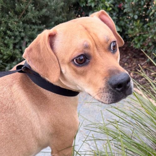 Rosie  - Beagle x Staffordshire Bull Terrier Dog