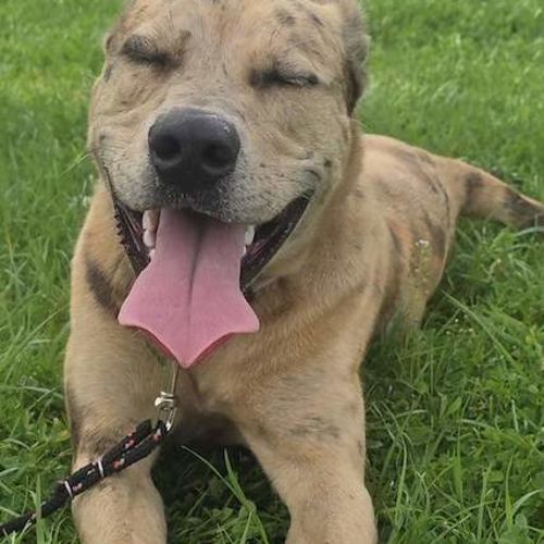 Kiara - Bull Arab Dog