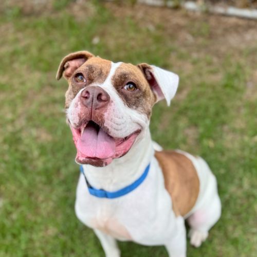 Zara - Australian Bulldog x American Bulldog