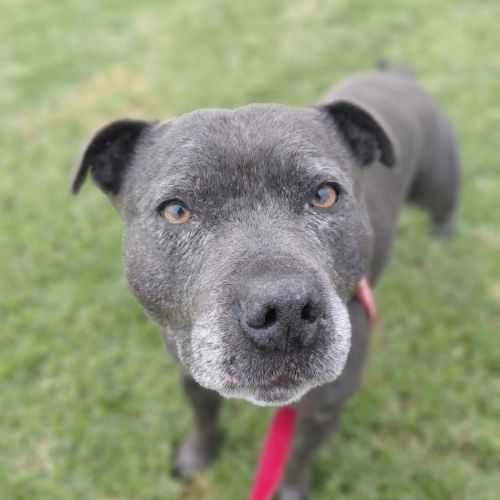Coby - Staffordshire Bull Terrier Dog