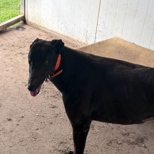 Kim - Greyhound Dog