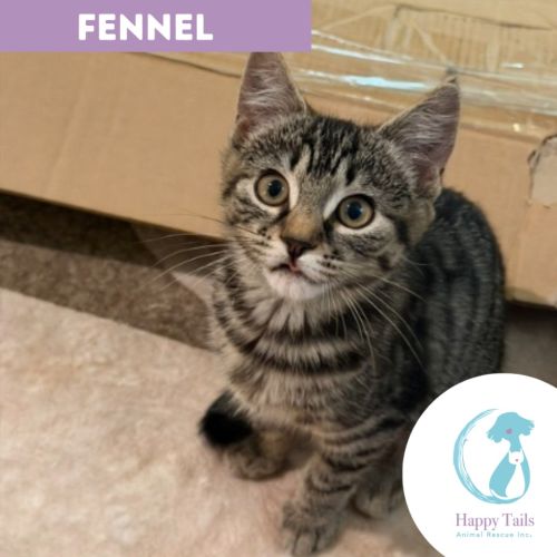 Fennel - Domestic Short Hair (DSH) Cat