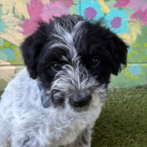 D1314 Hariet - Poodle Dog