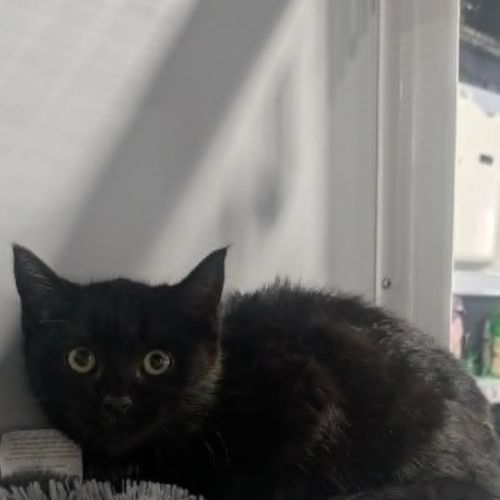 Needoh - Domestic Short Hair (DSH) Cat