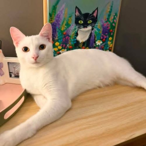 Iggy - Domestic Short Hair (DSH) Cat