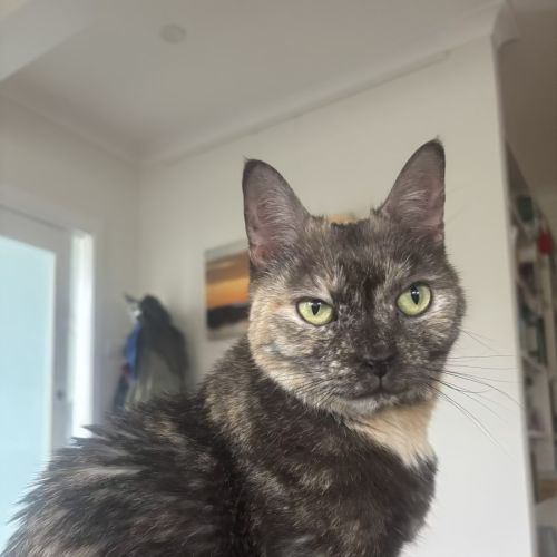 Rocket (with Groot) - Domestic Short Hair (DSH) Cat