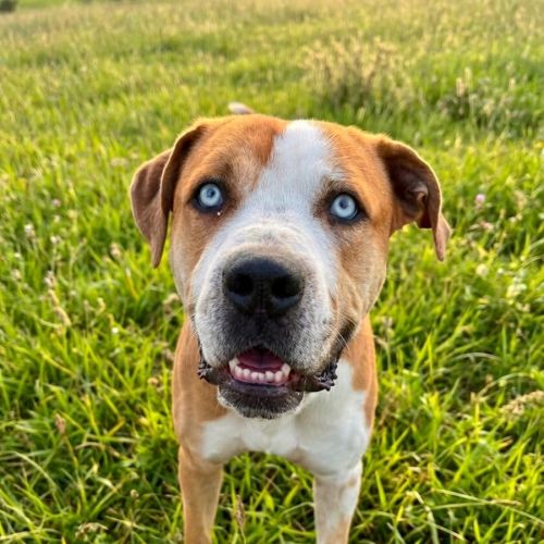 Benny - American Bulldog