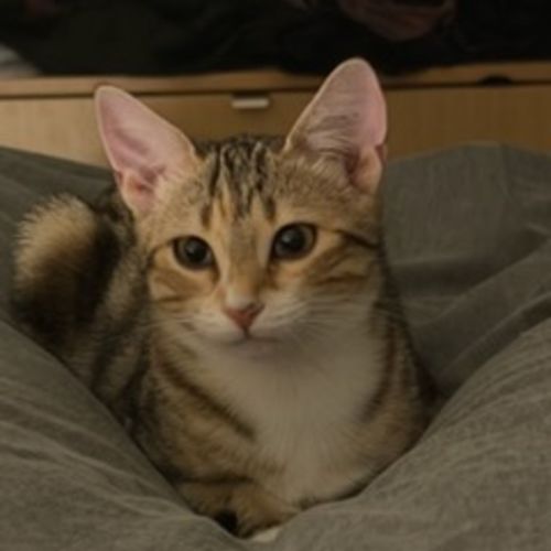 Peanut *9 Lives Project Rescue* - Domestic Short Hair (DSH) Cat