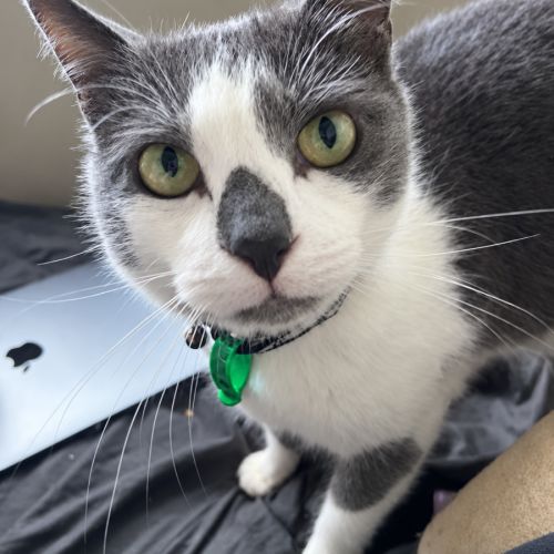 Ollie - Domestic Short Hair (DSH) Cat