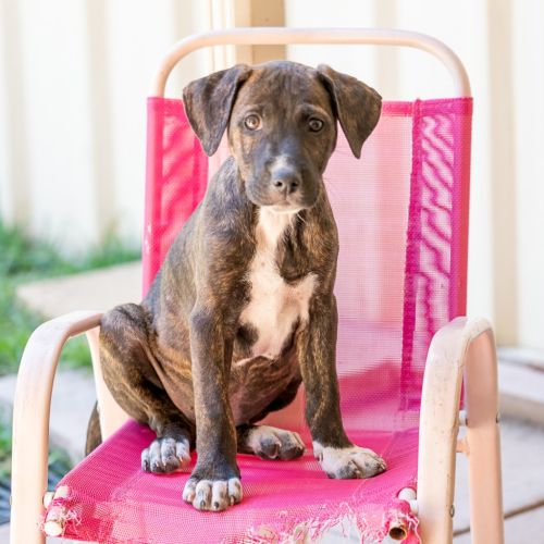 Tippy - Mixed breed Dog