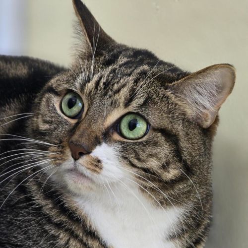 🧶 Maggie 7215 🧶 - Domestic Short Hair (DSH) Cat
