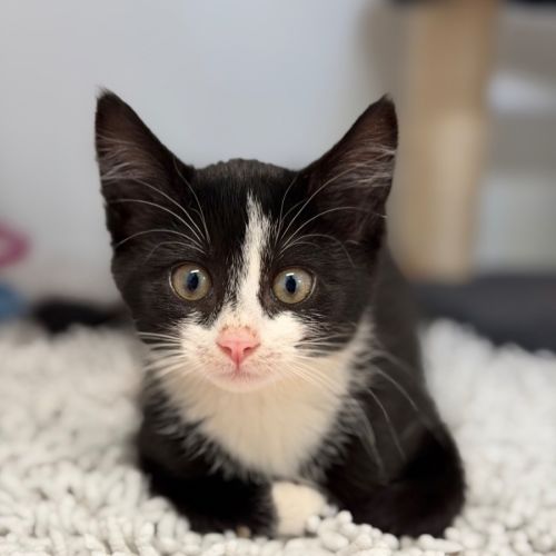 Violet - Domestic Short Hair (DSH) Cat