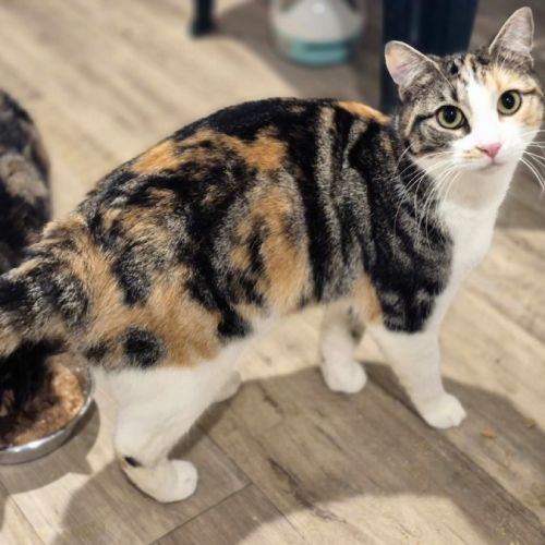 Mama Bear ** 2nd Chance Cat Rescue** - Domestic Short Hair (DSH) Cat