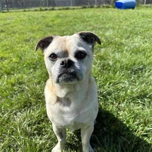 Herbie - Chihuahua x Pug Dog