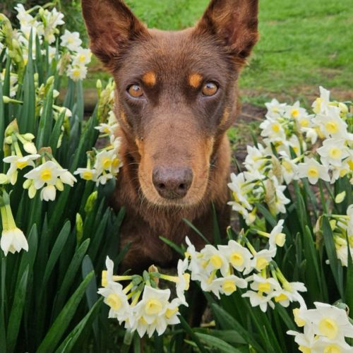 River - Australian Kelpie Dog