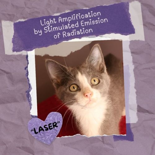 Laser - Domestic Short Hair (DSH) Cat