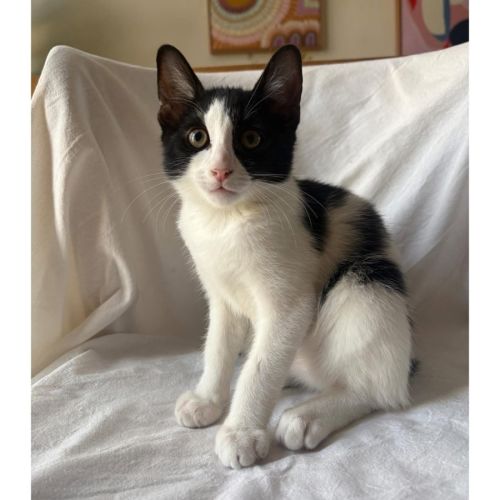 13644 - Chico - Domestic Short Hair (DSH) Cat