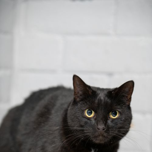 Betty - Domestic Short Hair Cat