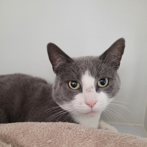 Elmo - Domestic Short Hair Cat